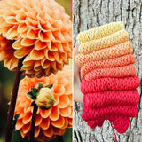 Zinnia Sunshine, Hand Dyed Yarn